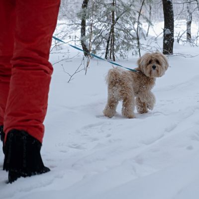 Midday dog walking eagan mn