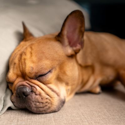 overnight pet care eagan mn